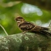 Lelek indomalajsky - Caprimulgus macrurus - Large-tailed Nightjar 7490